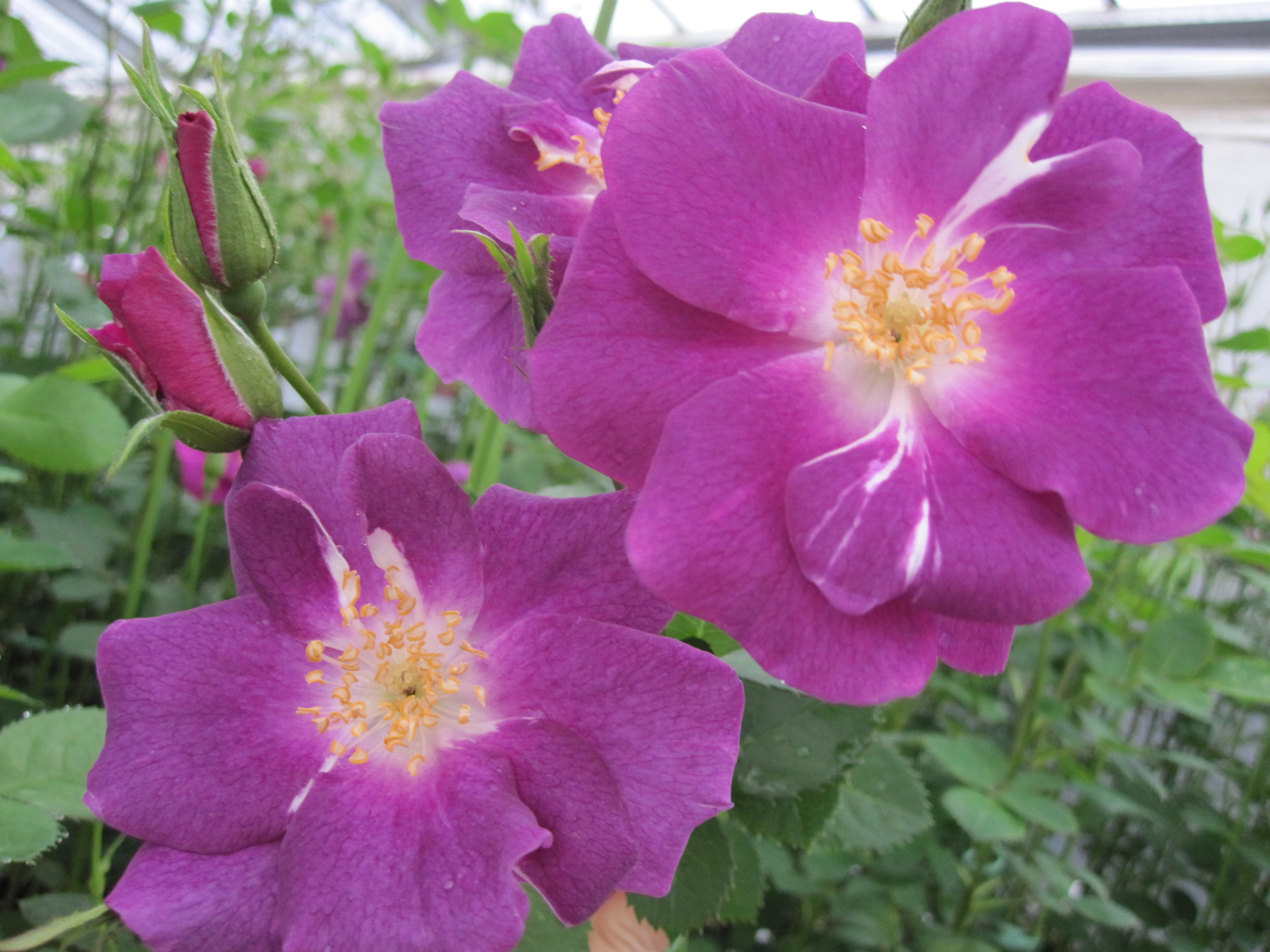 スイート・セレナード Sweet Serenade | バラ苗通販shop