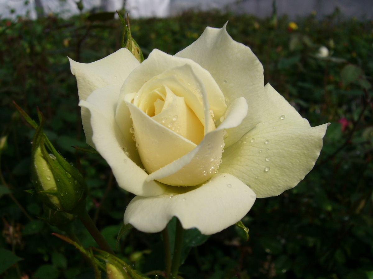 エーデルワイス Edelweiss バラ苗通販ｓｈｏｐ