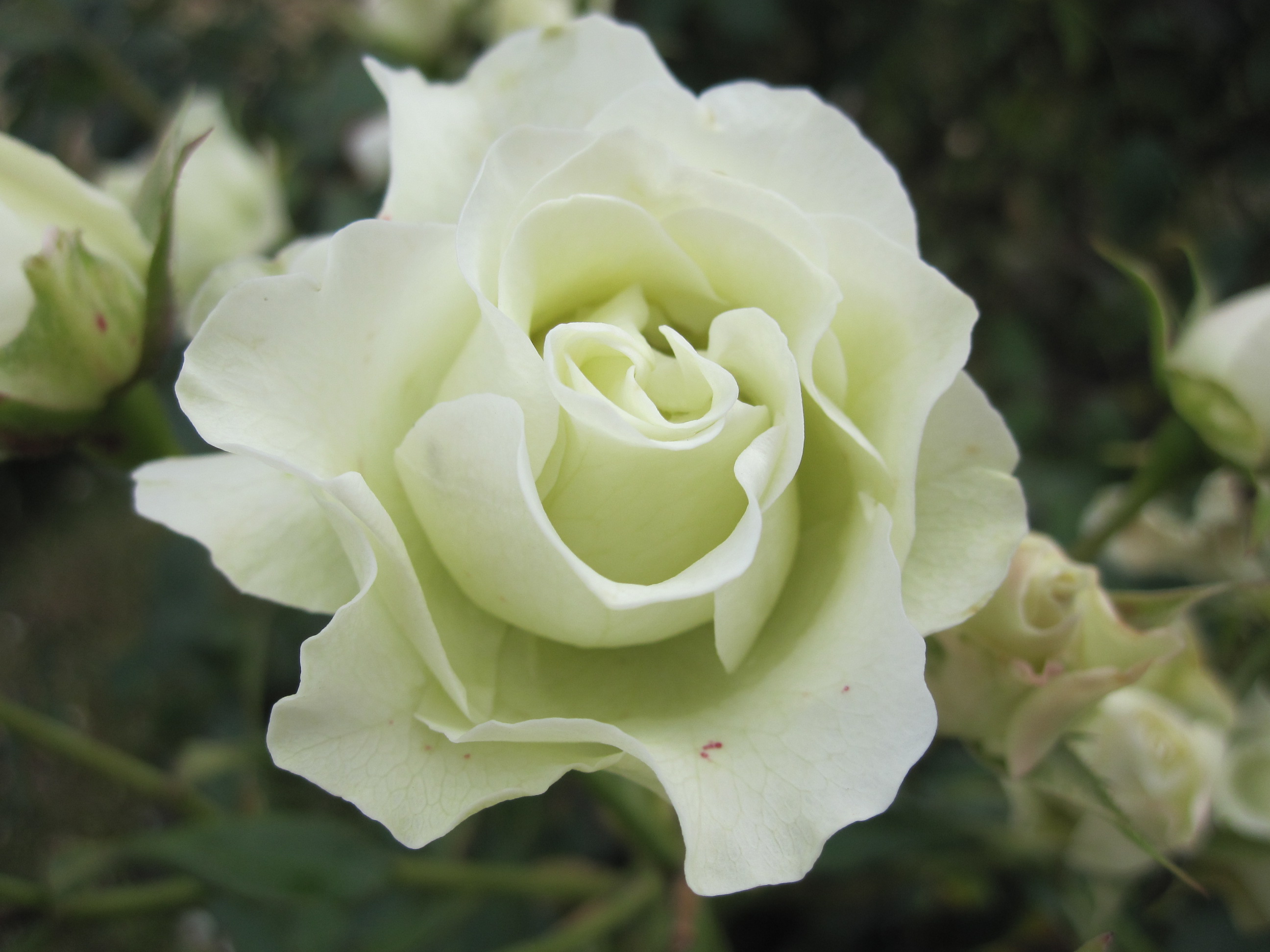 緑光 Ryokkoh バラ苗通販ｓｈｏｐ