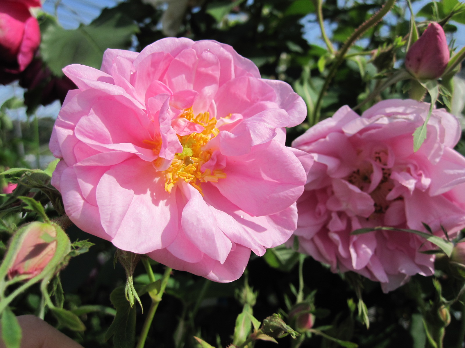 ローズ ド メ Rose de Mai | バラ苗通販shop