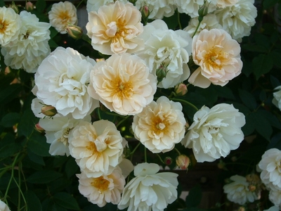 ランブラー大苗 | バラ苗通販shop