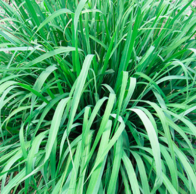 オーガニックホホバオイル (30ml)