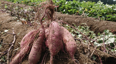 送料無料　限定　つらさげ芋　にも負けないくらい美味しい　熟成芋　生のさつま芋　5キロ入り　紅はるか