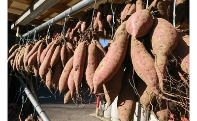 ２０２５年受付開始　【送料無料】限定　つらさげ芋　　生のさつま芋　５キロ入り　紅はるか　【送料無料】