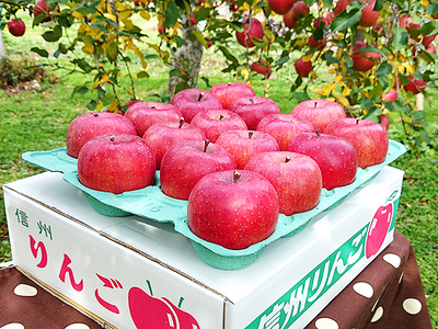 【特秀・L玉】 信州樹上完熟サンふじ5Kg　　　　　　           （L玉 11～18玉）・送料無料