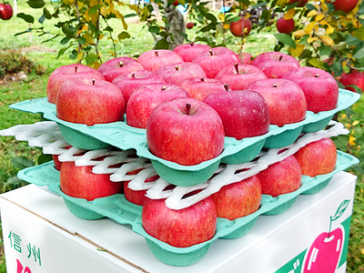 【特秀・L玉】 信州樹上完熟サンふじ10Kg　　　　　　　　　　　（L玉 22～36玉）・送料無料