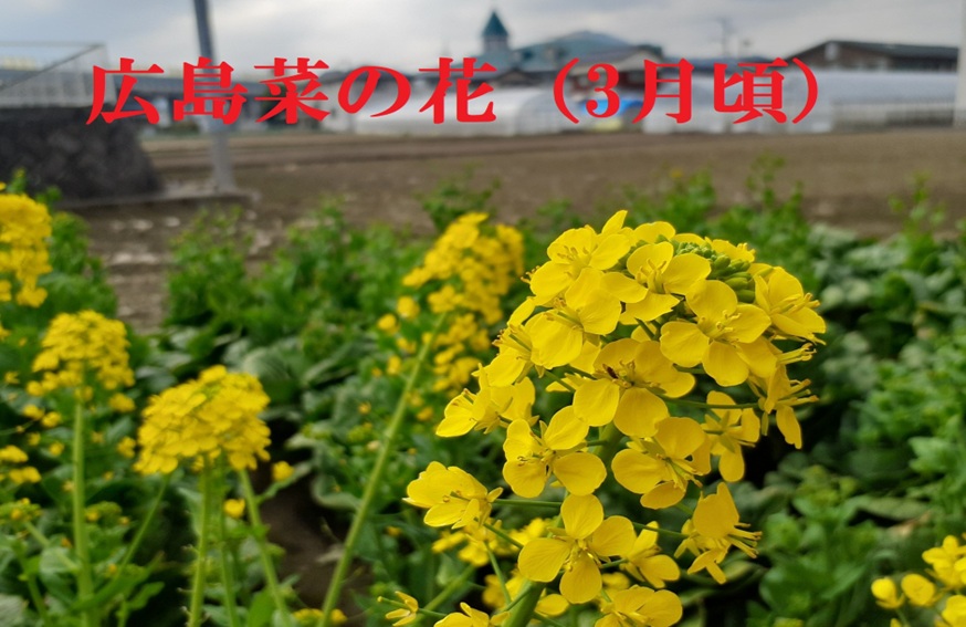 広島菜の花 種を取ります