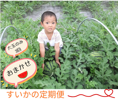 （有）あべ農園すいかの定期便【種類おまかせ大玉3回セット】【送料無料】※このページからの注文限定※3～5月のご予約で、7月中下旬～8月に発送
