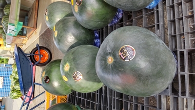 訳あり‼】1玉🍉送料無料　着日指定不可【2026ネット限定】尾花沢黒スイカ（ブラックジャック）1玉【8月上中旬～発送開始予定】※コンビニ決済不可 