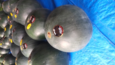 訳あり‼】1玉🍉送料無料　着日指定不可【2026ネット限定】尾花沢黒スイカ（ブラックジャック）1玉【8月上中旬～発送開始予定】※コンビニ決済不可 