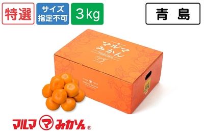 【特選】2LまたはL/3kg（青島）樹熟採取マルマみかん