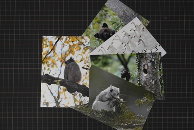 高画質プリント ポストカード5枚セット（SALE品・送料込）