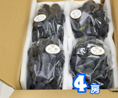 種なし巨峰 1.2kg(4房) | うきっ子ネットショップ
