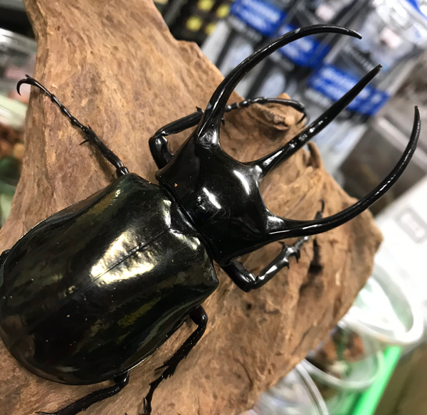 コーカサスオオカブトの販売 モンスター