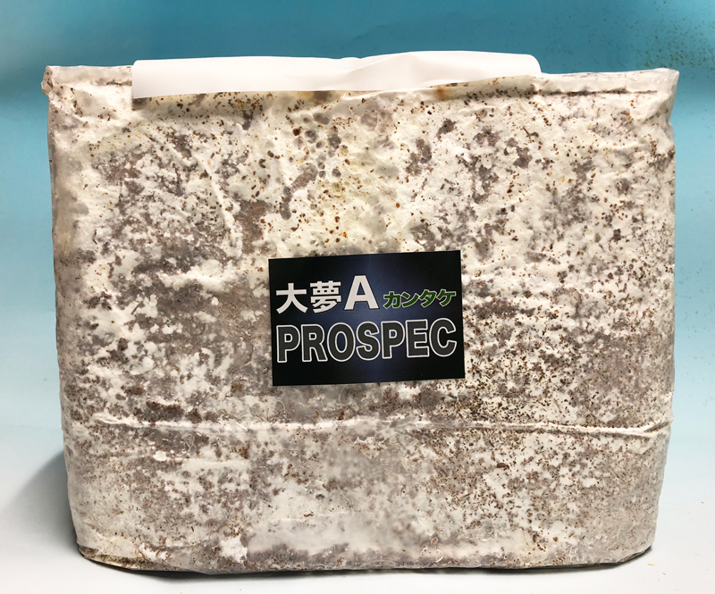 お得な。詰め替え用｜大夢A カンタケブロック｜モンスター | モンスター