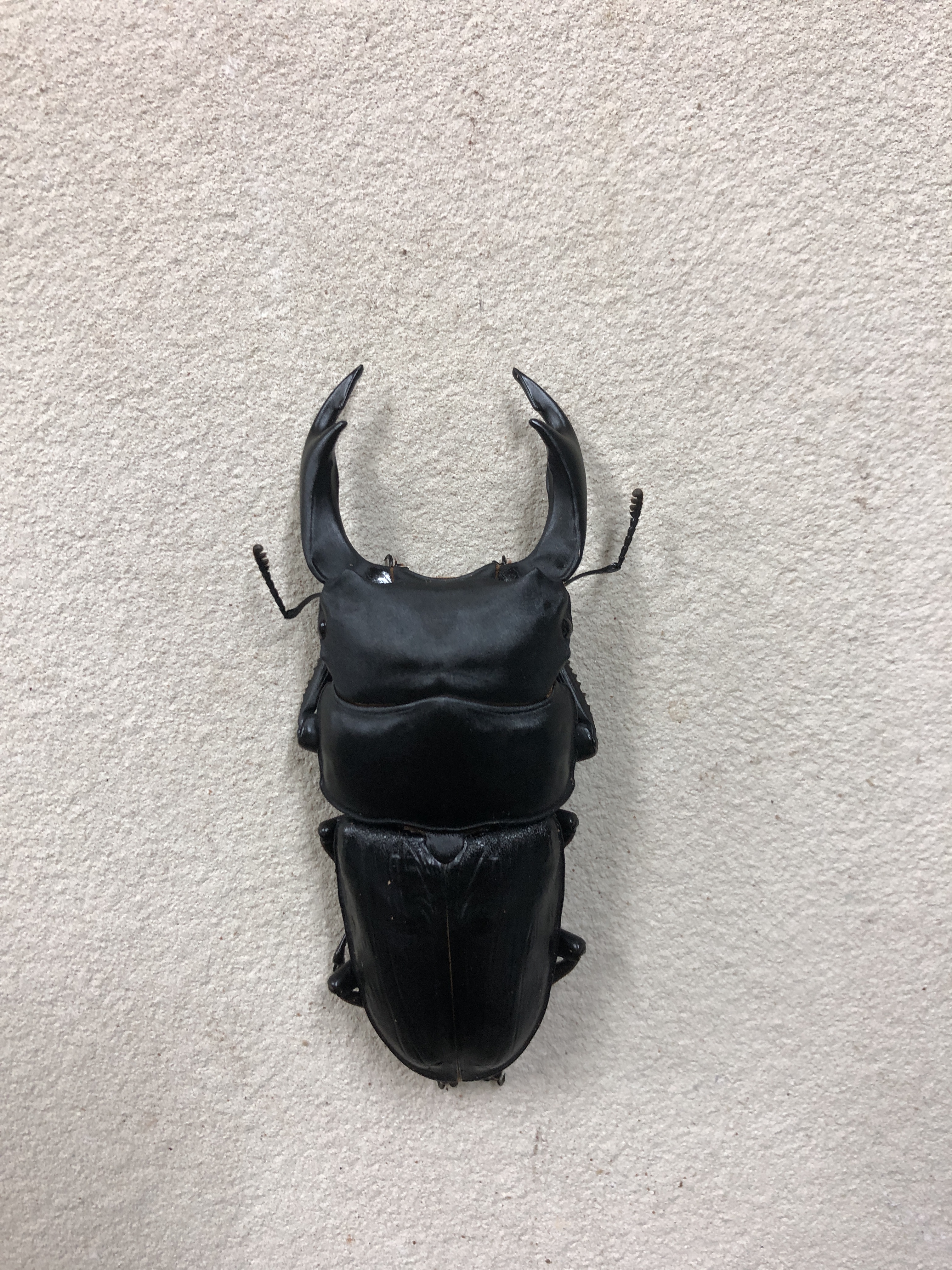 オオクワガタ　能勢 SR血統　新成虫　オス　84.5mm　単品　89mm同腹 オオクワガタ 能勢 SR血統 新成虫 オス 84.5mm 単品 89mm同腹