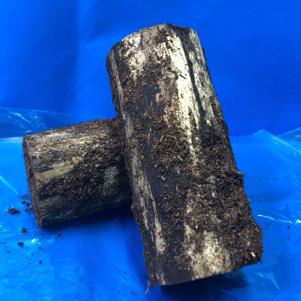 □バクテリア処理CH材産卵木 | モンスター