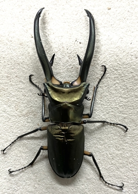 エラフスホソアカクワガタ