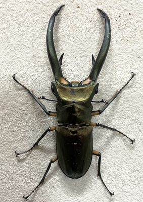 エラフスホソアカクワガタ