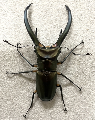 エラフスホソアカクワガタ