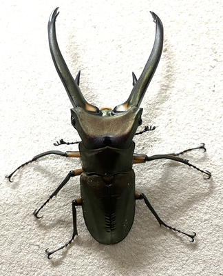 エラフスホソアカクワガタ