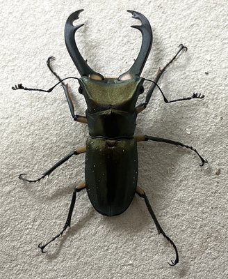 エラフスホソアカクワガタ