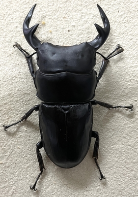 インドグランディスオオクワガタ