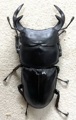 インドグランディスオオクワガタ