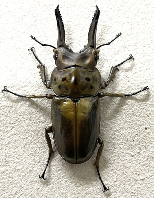 ババオウゴンオニクワガタ