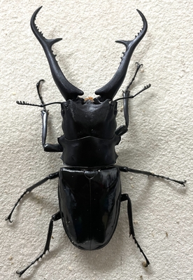 ダイスケギラファノコギリクワガタ