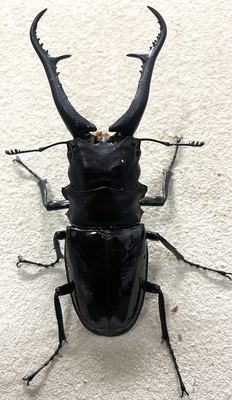 ダイスケギラファノコギリクワガタ