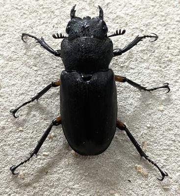 エラフスホソアカクワガタ♀単