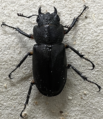 エラフスホソアカクワガタ♀単