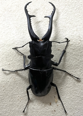 ダイスケギラファノコギリクワガタ