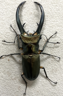 エラフスホソアカクワガタ