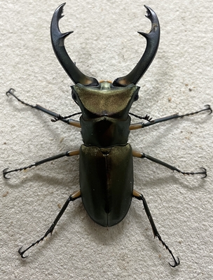 エラフスホソアカクワガタ