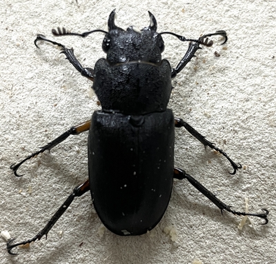エラフスホソアカクワガタ♀単1
