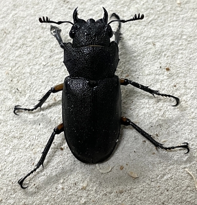 エラフスホソアカクワガタ♀単2