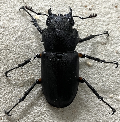 エラフスホソアカクワガタ♀単3