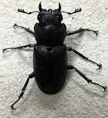 エラフスホソアカクワガタ♀単4
