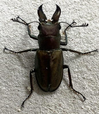 チュウホソアカクワガタ5