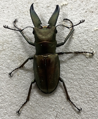 チュウホソアカクワガタ6