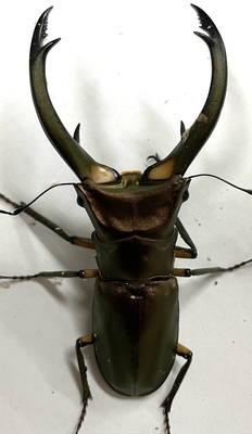 エラフスホソアカクワガタ
