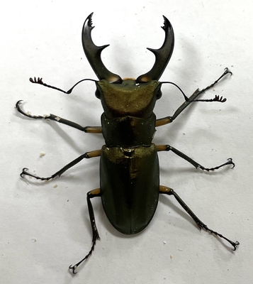 エラフスホソアカクワガタ