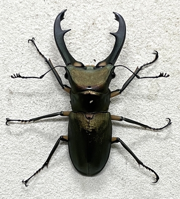 エラフスホソアカクワガタ