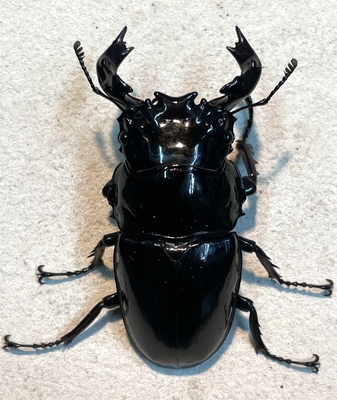 タランドゥスオオツヤクワガタ