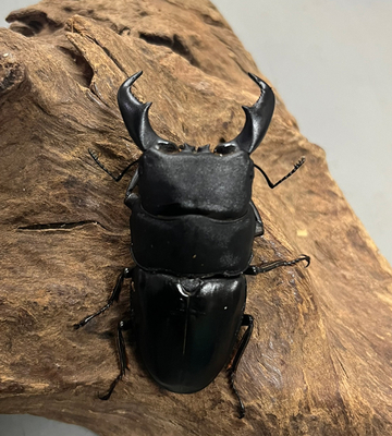 ■アマミヒラタクワタ