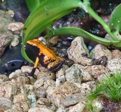 モウドクフキヤガエルオレンジブラックフッド