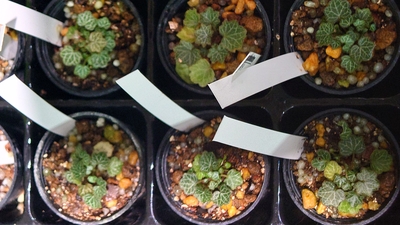 極姫ユキノシタ