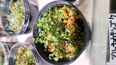 ツルチョウチンゴケ